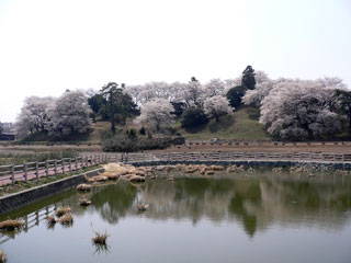 七輿山古墳の桜写真１