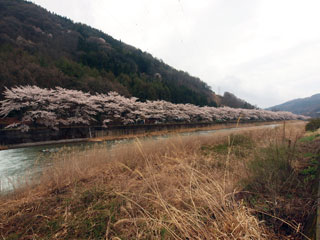 栗原川河畔の桜写真１