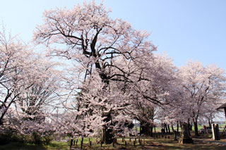 長柄神社の桜写真１
