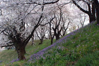 総社二子山古墳の桜写真１