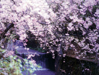 三方石観世音の桜写真２
