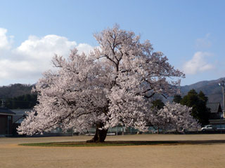 味真野小学校の桜写真２