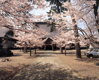 誠照寺の桜写真１