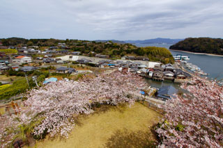 横瀬浦公園の桜写真２