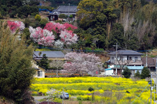横瀬浦公園の桜写真１