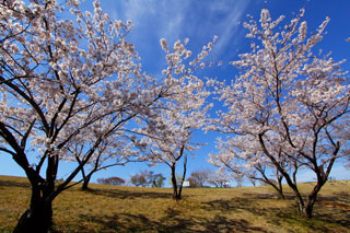 白木峰高原の桜写真２