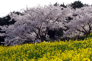 白木峰高原の桜写真１