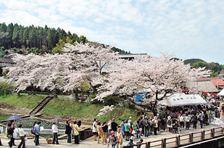 陶郷中尾山の桜写真１