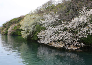 半城湾の山桜写真１