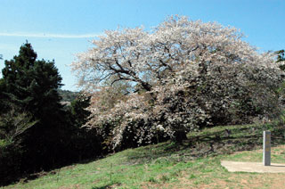 木ヶ津カトリック教会付近の慈眼桜写真１