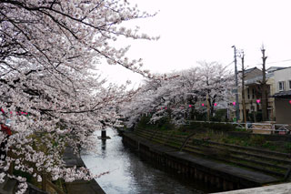 いたち川公園の桜写真１