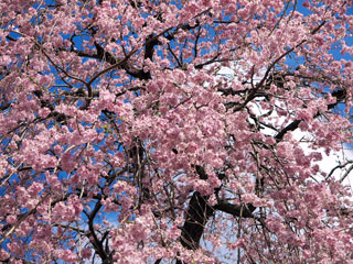 極楽寺の桜写真２