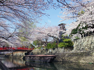 大垣船町川湊の桜写真１