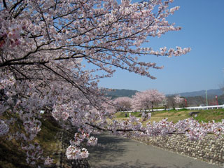 羽根谷だんだん公園の桜写真２