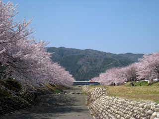 羽根谷だんだん公園の桜写真１