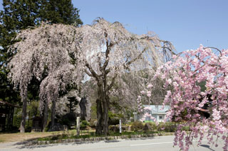 薬師堂の枝垂れ桜写真１
