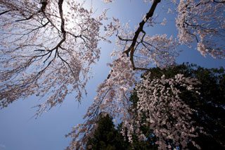 薬師堂の枝垂れ桜写真２