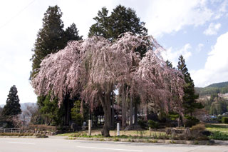 薬師堂の枝垂れ桜の写真３