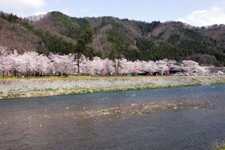 桜野公園の桜写真１