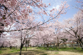 桜野公園の桜写真２