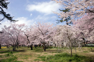 桜野公園の写真４