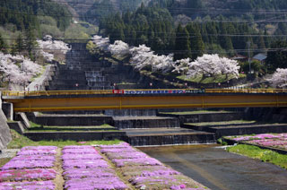 栃尾温泉桜まつり写真１