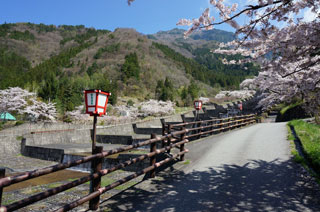 栃尾温泉桜まつり写真２