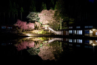 宮谷神明神社の桜写真１