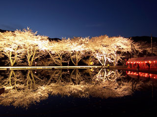 八坂湖の桜写真１