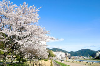 下呂大橋河川敷の桜写真１