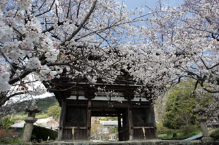 長保寺の桜写真１