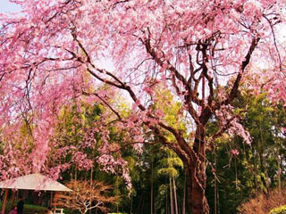 戸定邸の桜写真１