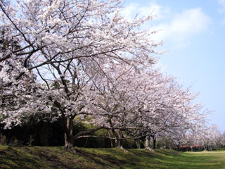 大房岬自然公園の桜写真１