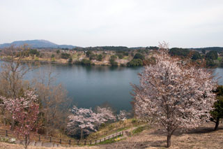 るるパーク（大分農業文化公園）の桜写真１