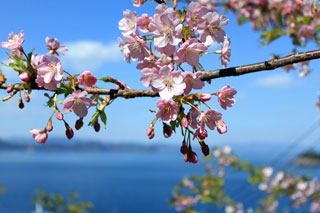 四浦半島の河津桜写真１
