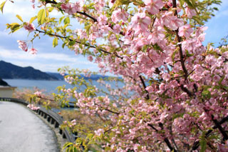四浦半島の河津桜写真２
