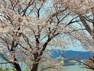 東郷湖の桜写真２