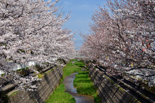 会下谷川桜並木写真１