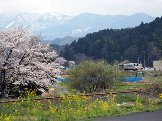 若桜鉄道の桜写真２