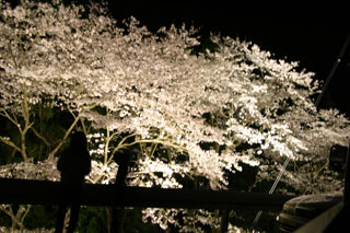 浦代峠の桜写真１