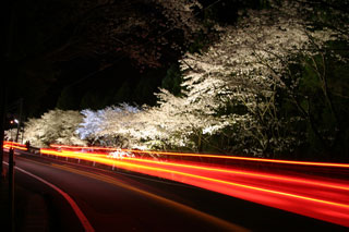 浦代峠の桜写真２