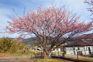 北郷駅の日南寒咲1号の桜写真２