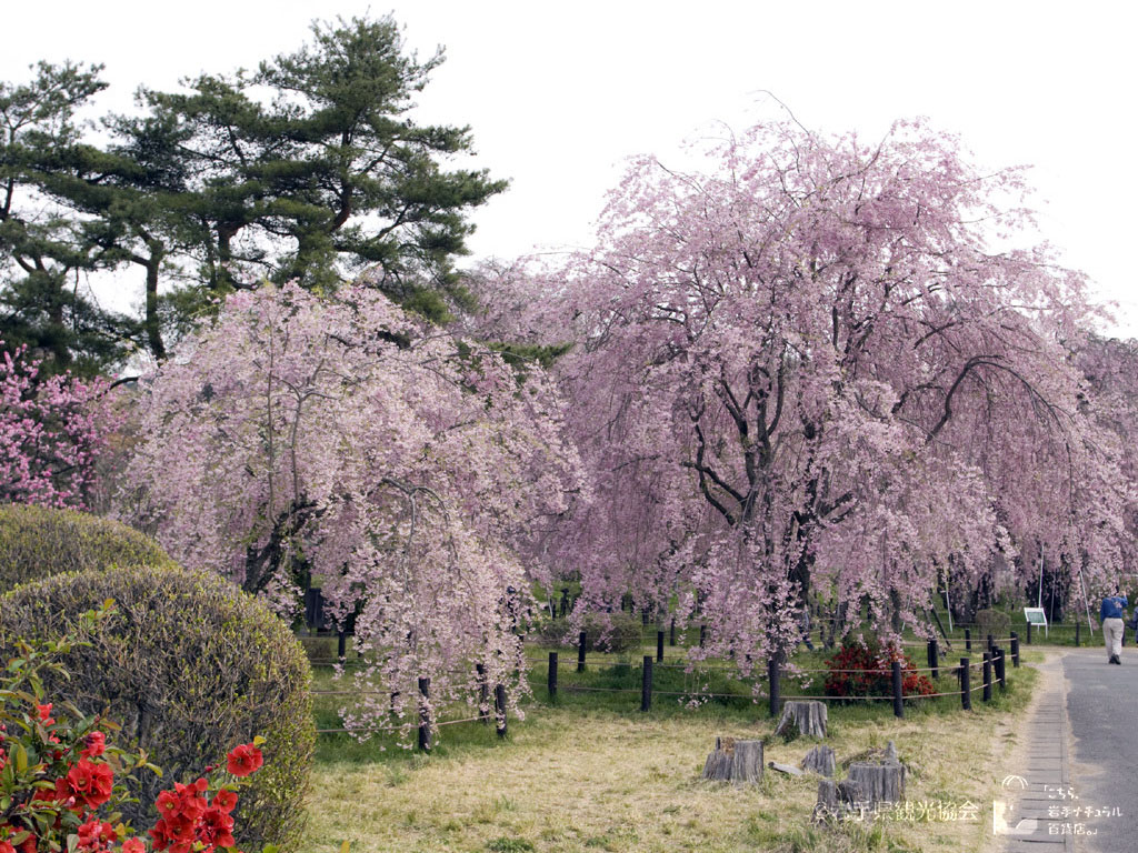 米内浄水場のシダレ桜
