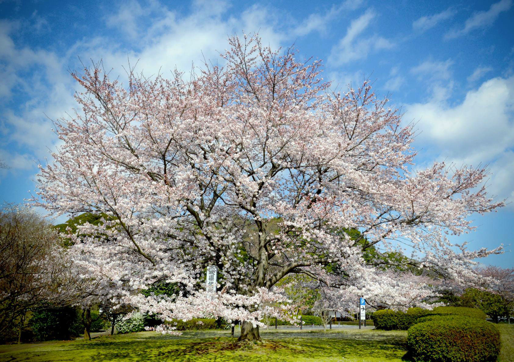 桜山公園 茨城県護国神社周辺 の桜 花見特集21