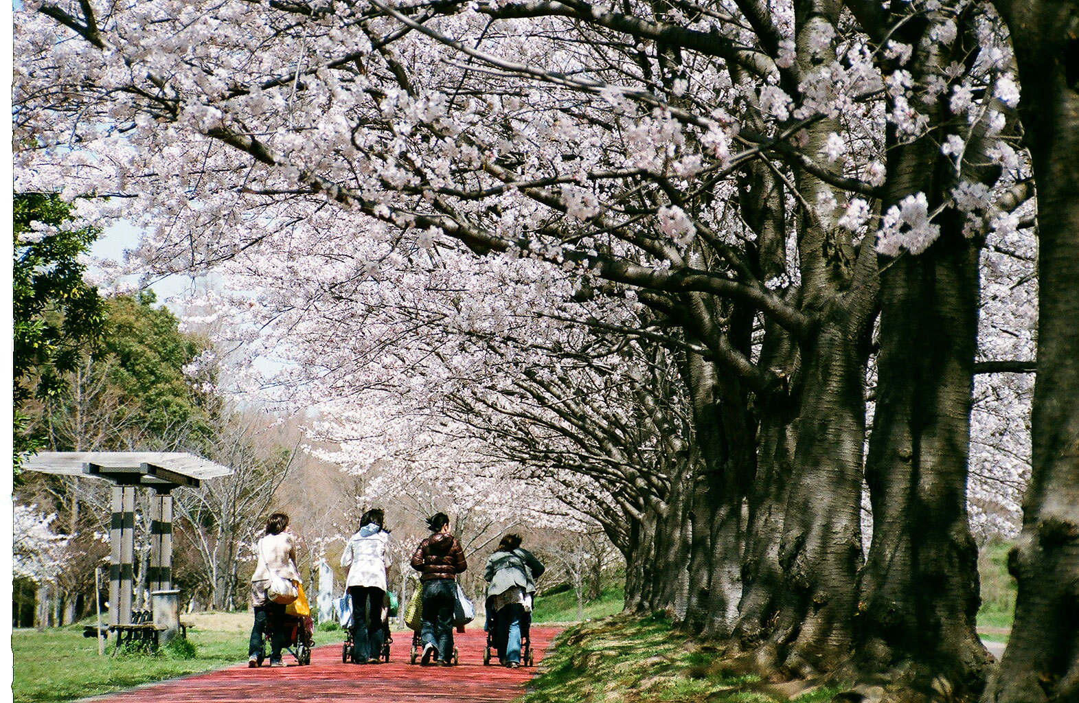 みさと公園の桜 花見特集