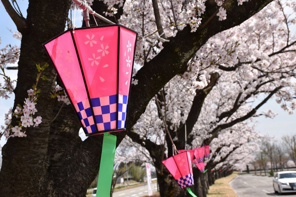 県民公園太閤山ランドの桜