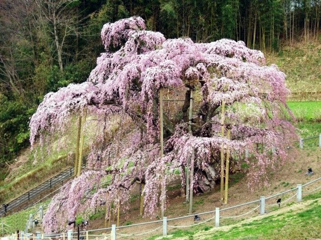 三春滝桜の写真
