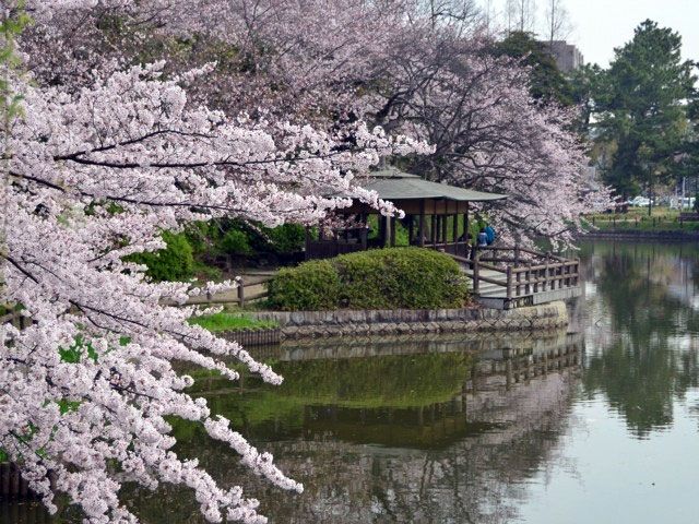 愛知 県 お 花見 デート