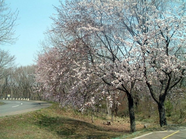 苫小牧市緑ヶ丘公園の桜｜花見特集2018