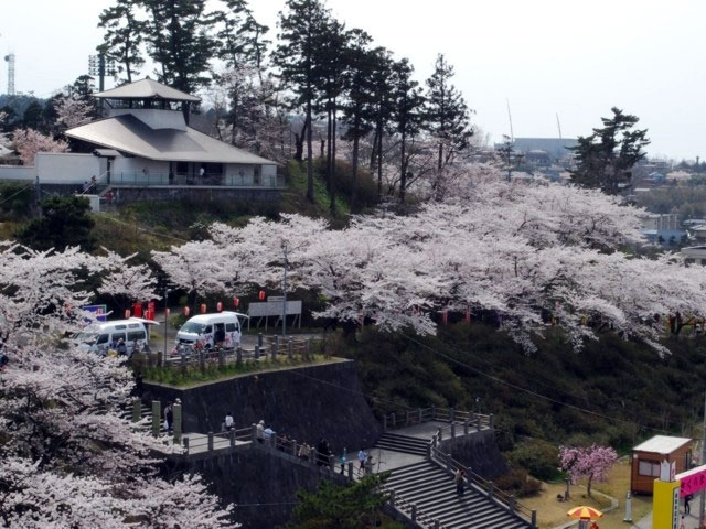 本荘公園の桜｜花見特集2018